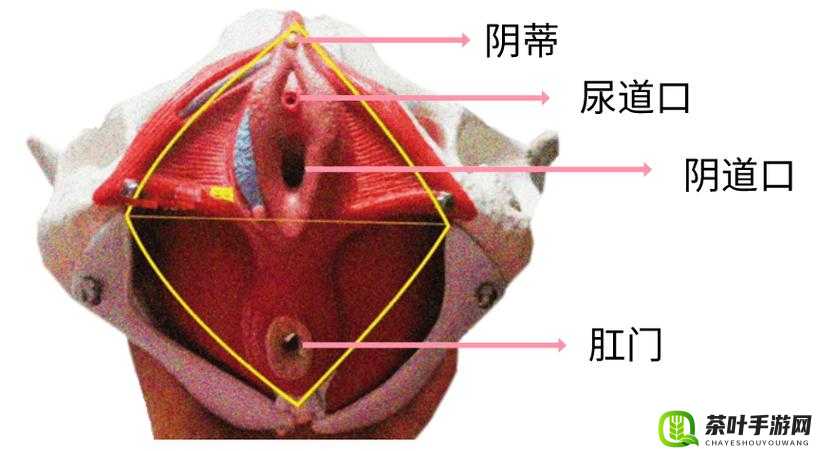 女人扒开荫道露浓毛拍写真：揭秘女性私密之美