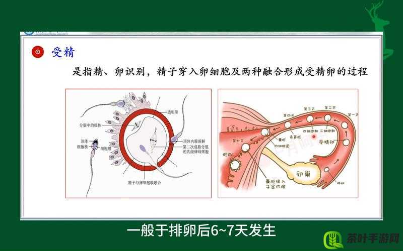 体内受精：生殖奥秘与生命延续的关键