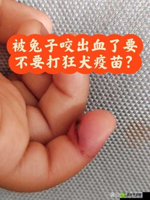 小白兔子被咬的通红：一段令人心疼的小动物遭遇